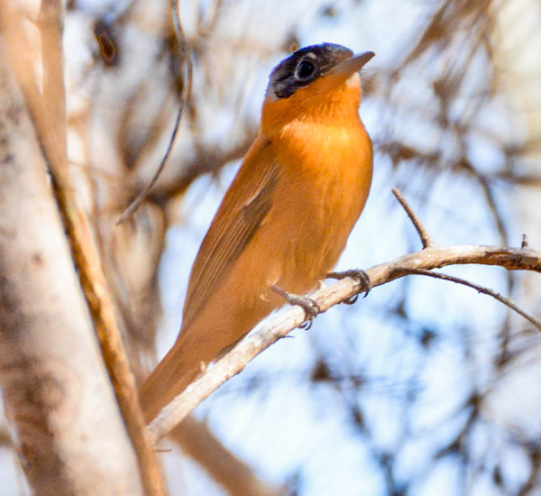 Observation des oiseaux lors d’une excursion au Tsingy de Bemaraha