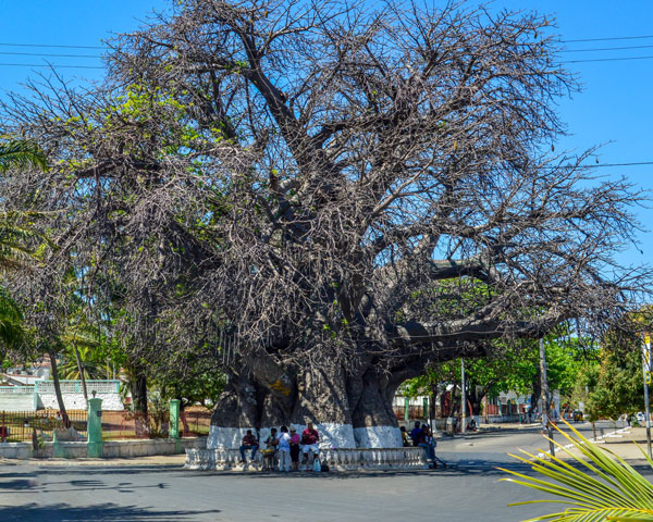 Admirez le majestueux baobab en excursion à Majunga