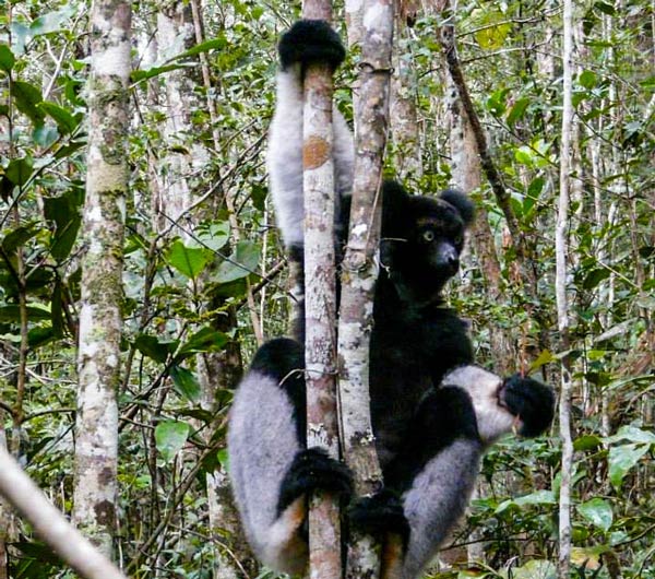 Circuit Madagascar 2026 sur les traces de l’Indri Indri