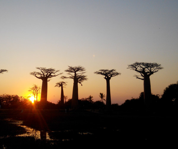 Coucher de soleil emblématique sur l’Allée des Baobabs