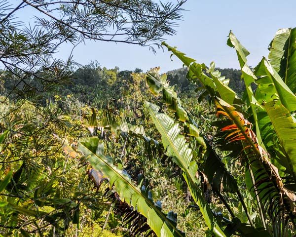 Emblématique Ravinala dans le parc Ivoloina