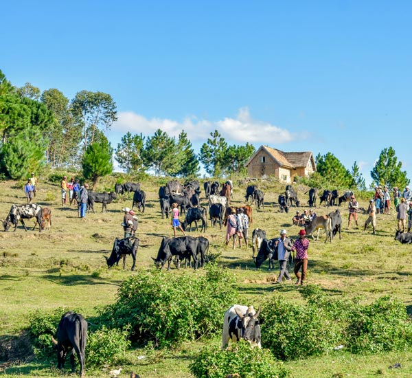 Excursion à Ambalavao au marché aux zébus