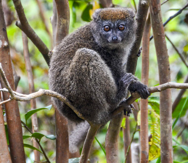 Excursion à Ambalavao sur les traces des lémuriens