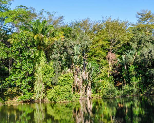 Excursion dans le parc Ivoloina au cœur de la forêt tropicale