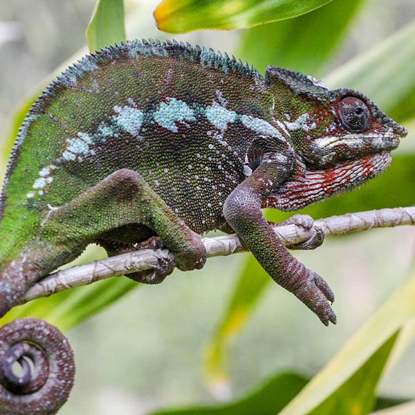 Excursion dans le parc Ivoloina sur les traces des caméléons