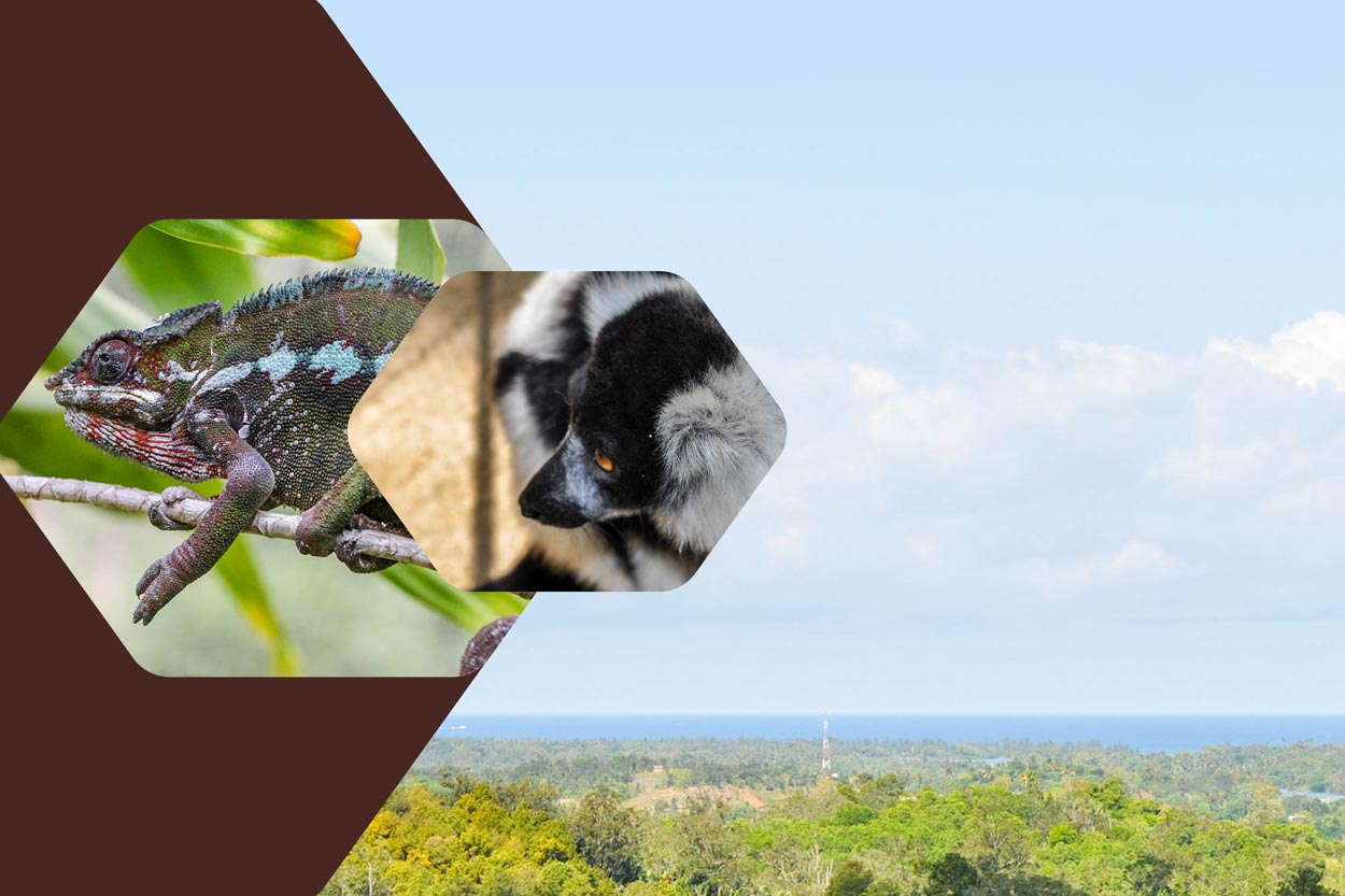 Madagascar Circuits Tours Excursion dans le parc Ivoloina