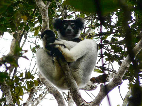 Explorez la nature d’Andasibe