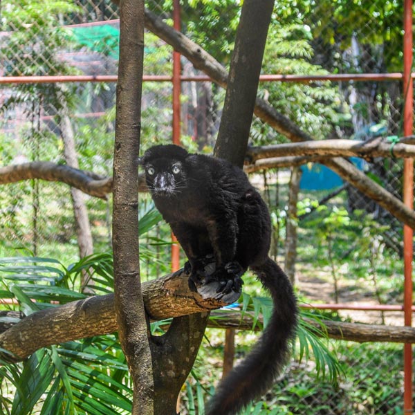 Observation des lémuriens en excursion dans le parc Ivoloina