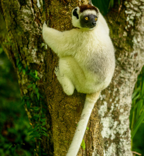 Excursion a Ambovombe sur les traces des sifakas