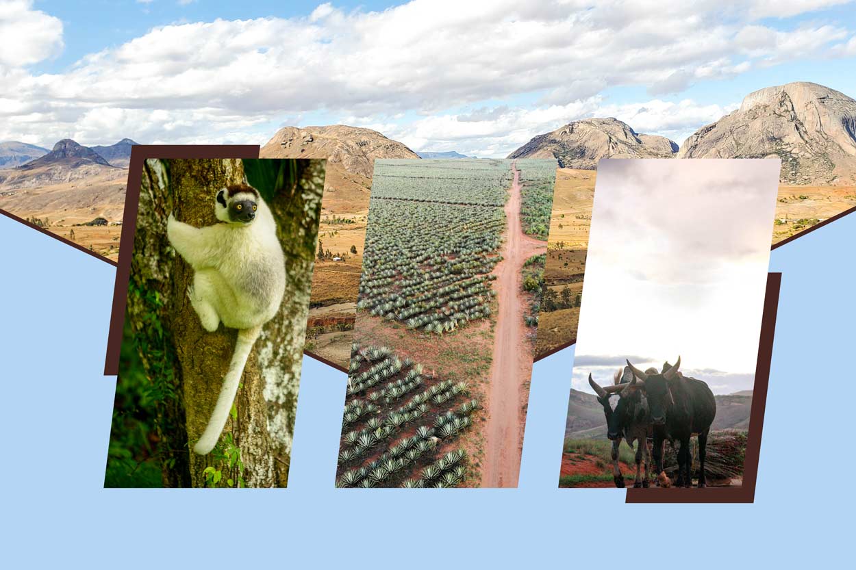 Excursion à Ambovombe