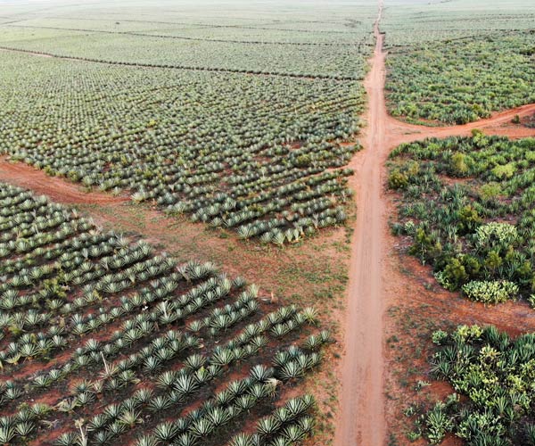 Plantations de sisal dAmbovombe