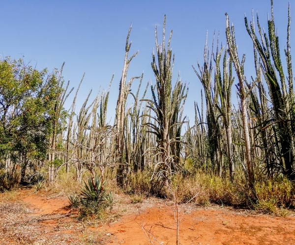 Rencontre avec l’arbre boussole du sud