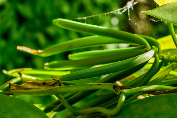 Visite des cultures de vanille verte lors d’une excursion à Mananjary