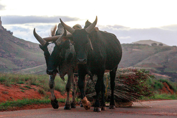 Visite du marche aux zebus lors dune excursion a Ambovombe