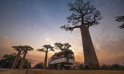 Admirer le coucher de soleil sur l'allée des Baobabs