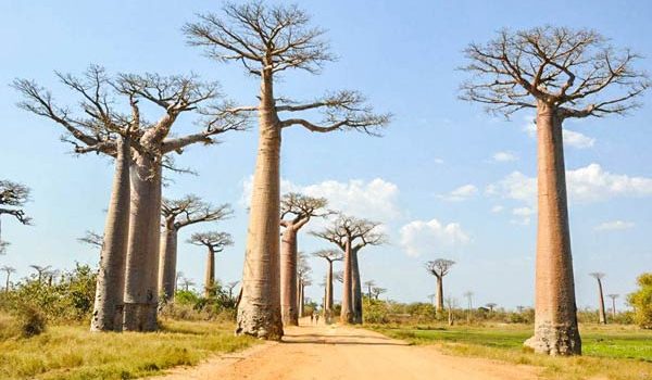 Allée des Baobabs un des incontournables de votre voyage à Madagascar