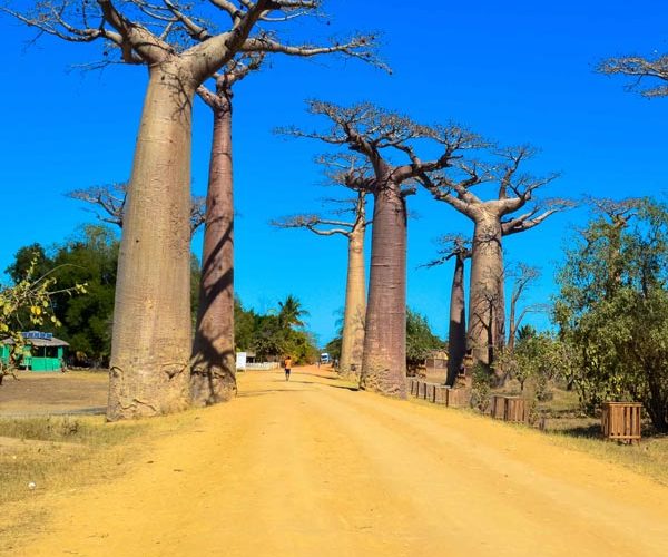 Découverte de l'allée des baobabs lors du circuit du Sud-Ouest de Madagascar