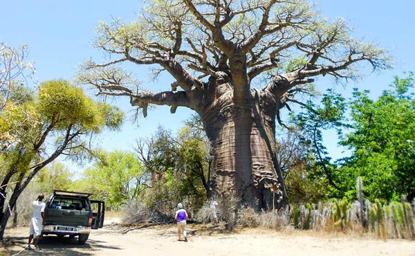 Découvrir le Baobab, un des avantages du Circuit 4x4 à Madagascar