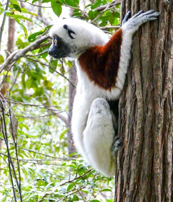Le lémurien emblématique de Madagascar