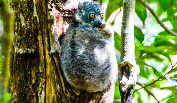 Rencontres avec les lémuriens pendant le circuit dans la forêt tropicale de Madagascar