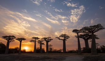 Réserve de kirindy et l'allée des baobabs en une journée
