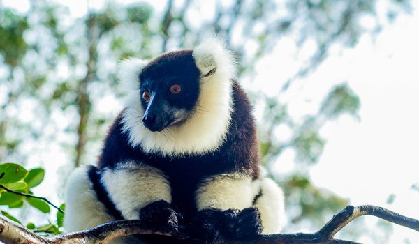 Un espèce protegé dans le parc d'Andasibe