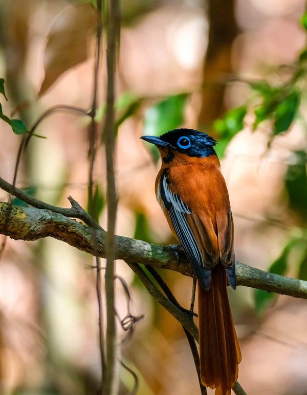 Une belle découverte photographiée lors du Circuit ornithologue et Circuit d'observation des oiseaux à Madagascar